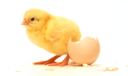 MaxiChick tăng khả năng sinh sản của gà mái và chất lượng gà con ...