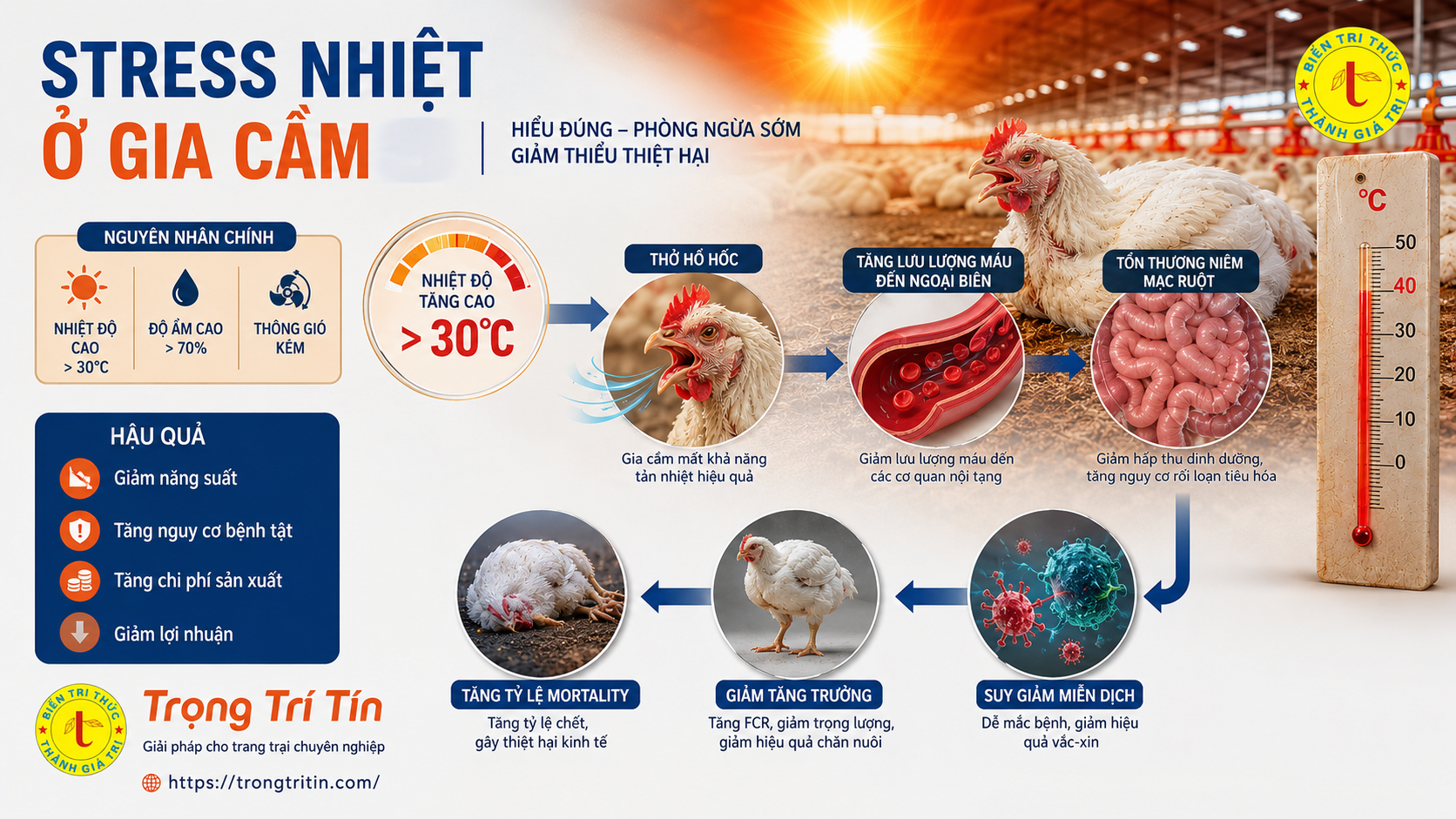 Ảnh hưởng từ stress nhiệt lên gia cầm