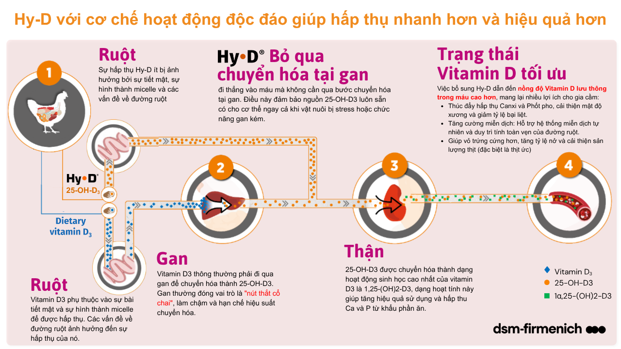 cơ chế hấp thu vitamin d