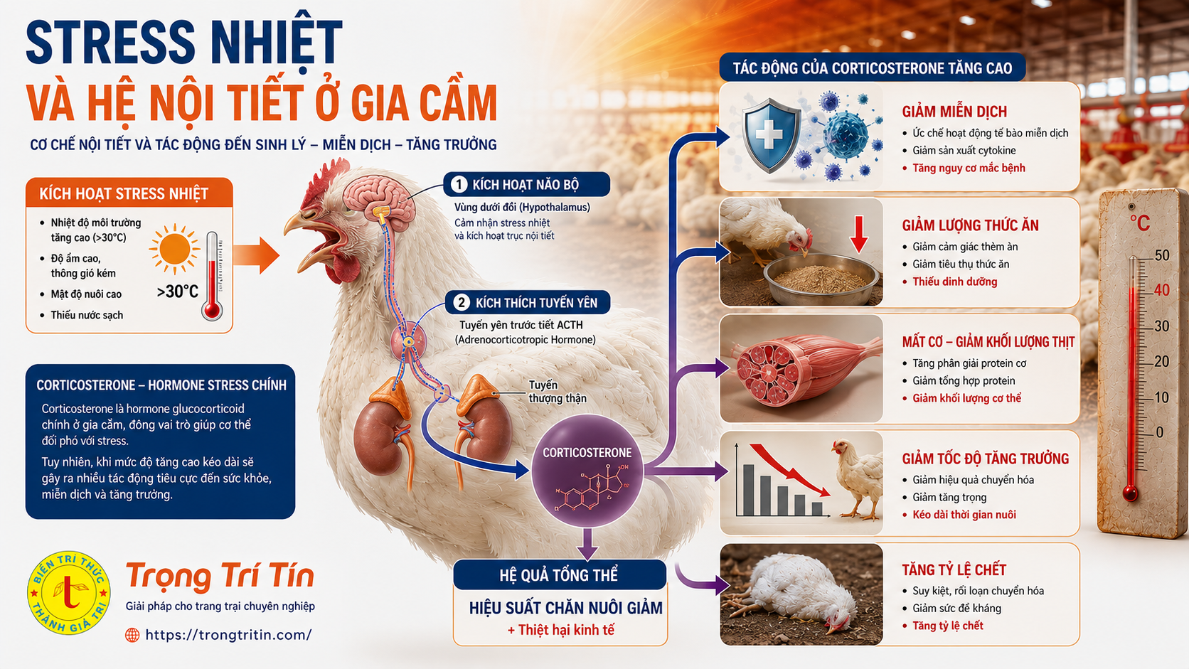 Cơ chế Stress nhiệt tác động lên hệ nội tiết ở gia cầm