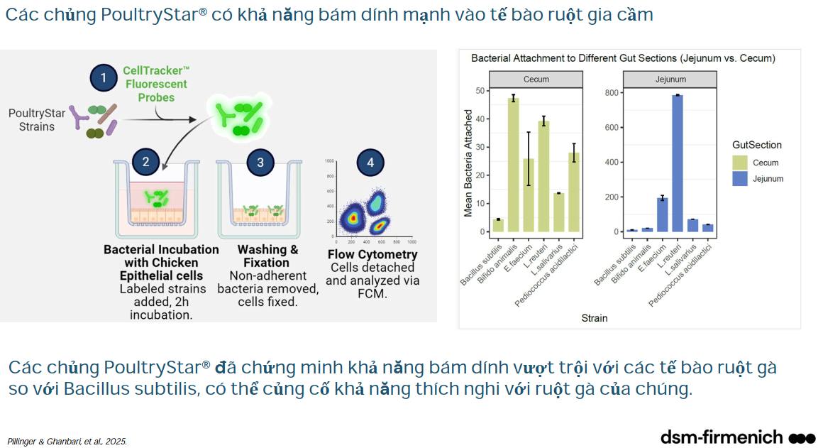 Lợi khuẩn bám dính tốt hơn