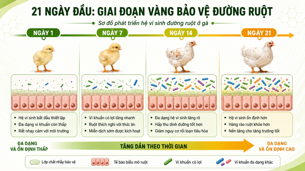 sơ đồ phát triển hệ vi sinh đường ruột ở gà