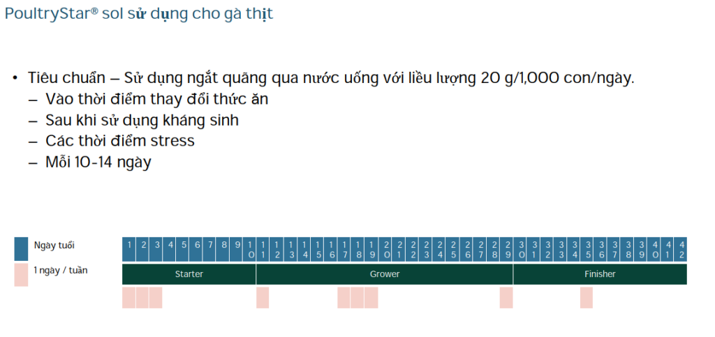 poultrystar dùng cho gà thịt