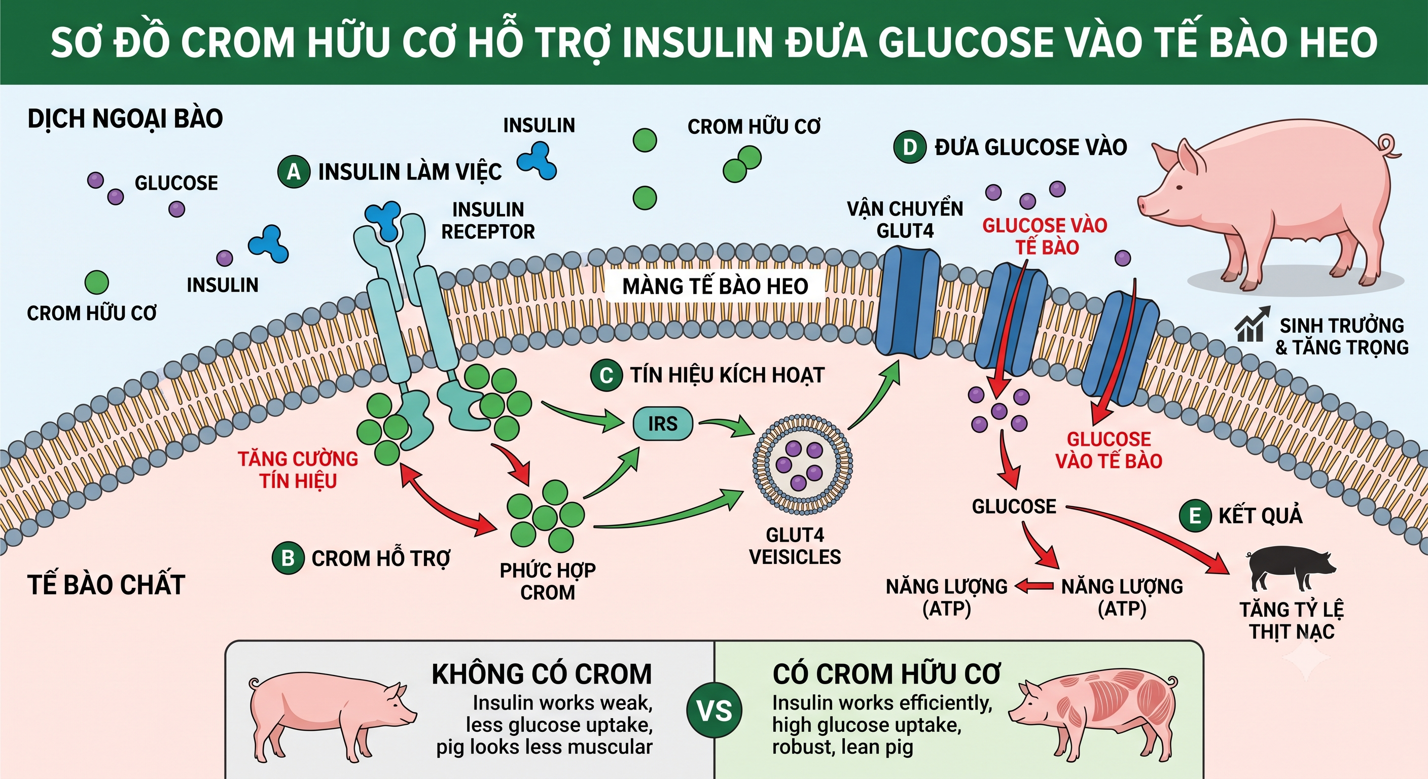 Sơ đồ crom hữu cơ hỗ trợ insulin và chuyển hóa glucose ở heo