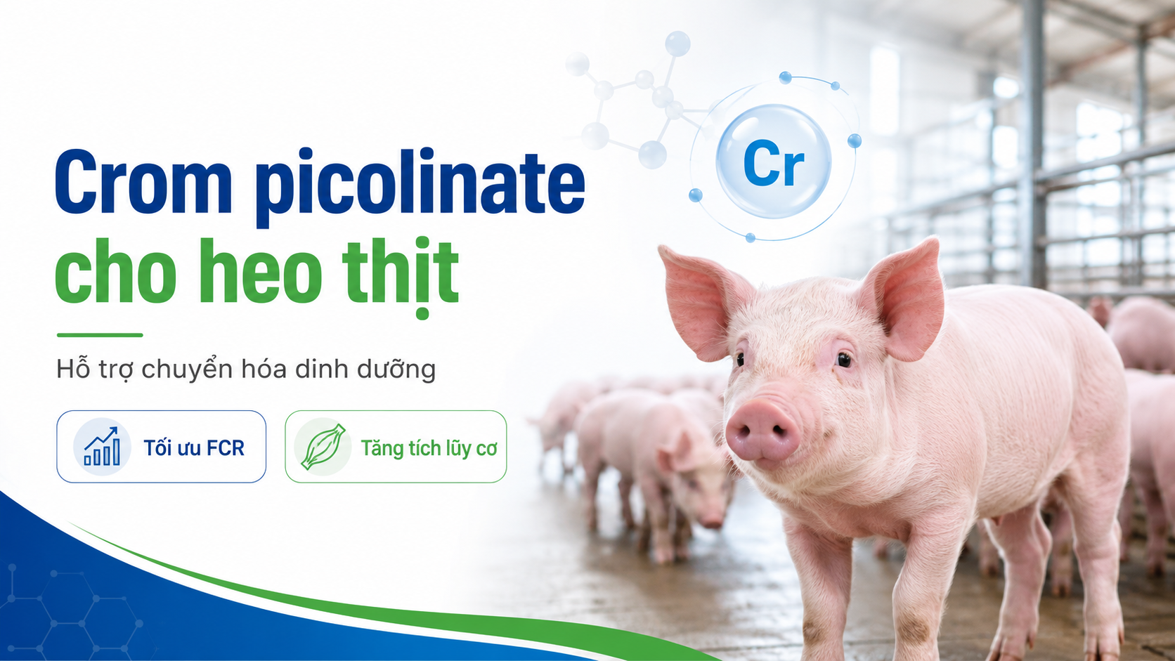 Crom picolinate hỗ trợ hiệu quả thức ăn và phát triển mô nạc ở heo thịt