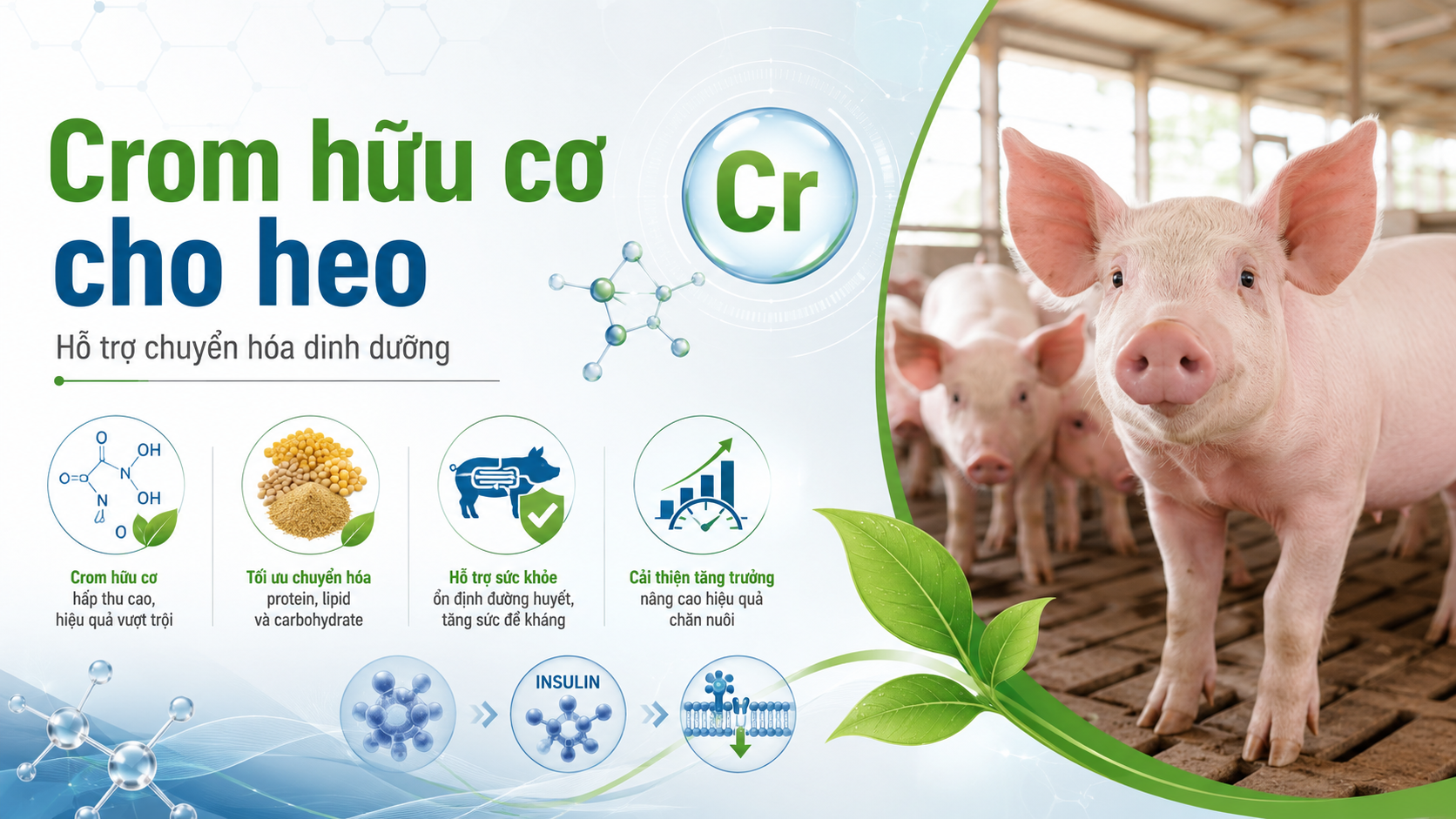 Crom hữu cơ cho heo, tác dụng, cơ chế và liều dùng 